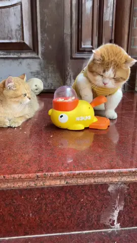 🦆🐾 **Snack time just got *quack-tastic*!** 🎉 Turn mealtime into playtime with the **DUCEK Little Yellow Duck Feeder Toy**—your cat’s new favorite puzzle pal! 🧩✨ Spin the duck, release the treats, and watch your clever kitty *hunt* for their kibble like the tiny predator they are. 🕵️♀️🍪  👉 Swipe to see how it *slows down eating* and burns energy (bye-bye, midnight zoomies!).  👉 Interactive design + durable materials = endless fun for curious cats *and* entertained humans. 🙌  💬 Comment “QUACK” below to treat your feline to a snack-filled adventure! 🐱🎣  🛒 Tap the link in bio to grab yours—*because even meals deserve a game!* 🦆🚀  #CatToys #PuzzleFeeder #DUCEK #InteractivePlay #CatLovers #SlowFeeding #BrainGames #HappyKitty  —  **P.S.** Warning: May cause *extreme* paw-tapping and duck obsession. 😼🦆  —  *Let me know if you’d like to add material details, sizing, or a promo code!* 🛠️🎁