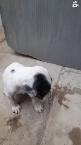 #perrito brillando #fyp #videocomedy 