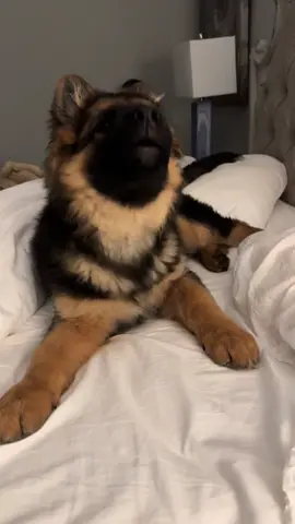 Franco Harris you are a diamond  #germanshepardsoftiktok #allengermanshepards #puppylove #fortheloveofFrancoHarris #germanshepherd #dogsoftiktok #puppiesoftiktok #puppiesofinstagram 