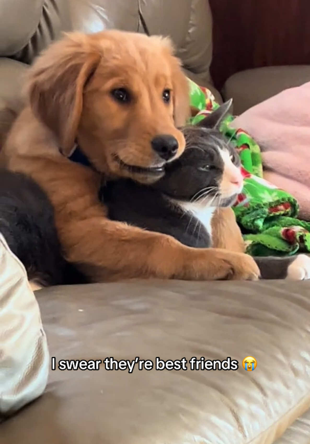 He was like 'oh my! It bites back!' 😳(@Trace_marie_3) #dog #dogsoftiktok #puppy #cat #cute #funny #comedy #hoest 