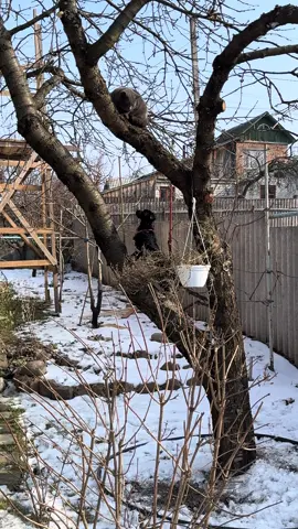 Здається в оренду хижачка!