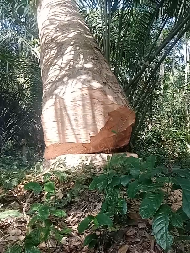 #creatorsearchinsights tree cutting machine: the legendary stihl ms 070 chainsaw. the most popular chainsaw in history. #gmelinaarborea #gmelina #felling #logging #chainsawskills #lumberjack #treecut #timberfaller 