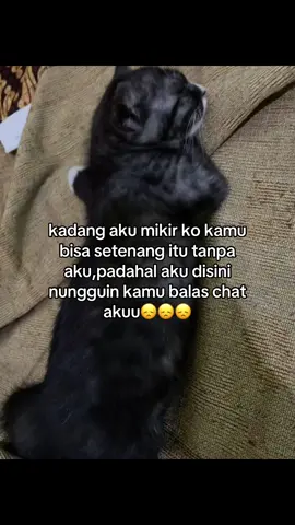 #kucing #kucinglucu #xybca #trend #4u #fyppppppppppppppppppppppp #4upage #viral #fotolive 