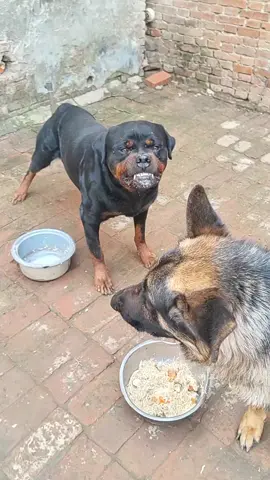 German Shepherd vs rot #dogsoftiktok #viral 🔥😍#viwes #trending 🔥🔥#animals 🐵🐔🐶🐷#foryou 