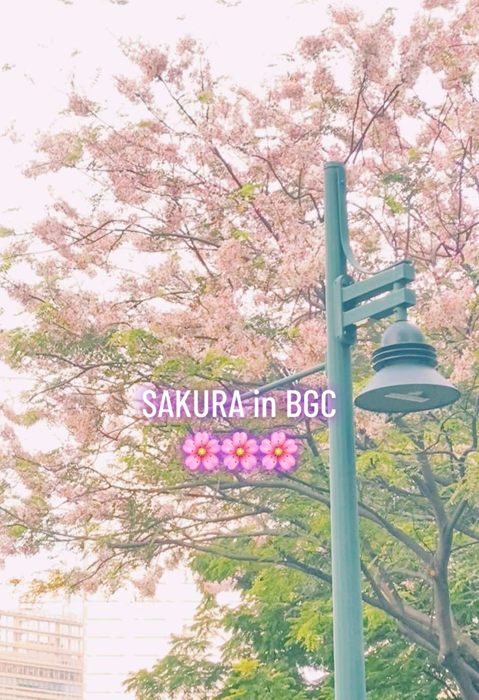 PALAWAN CHERRY BLOSSOM IN BGC 🌸 #BalayongTree #CherryBlossom #Sakura  #BGC #InPink #MissThisPlace @TheJuans_BAND