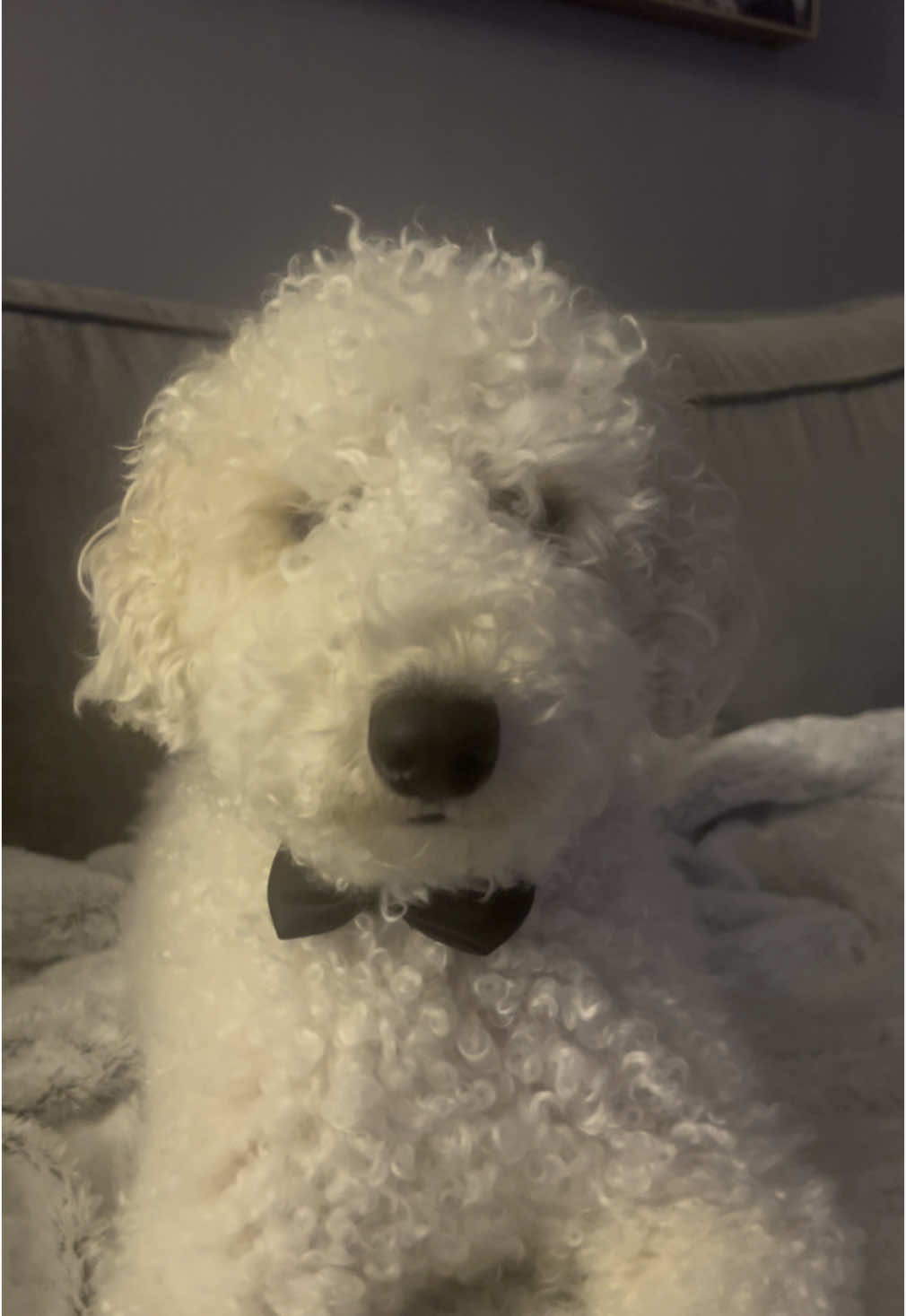Black tie event time #dogoftheday #dogoftiktok #goldendoodlesoftiktok #goldendoodle #funnydogs 