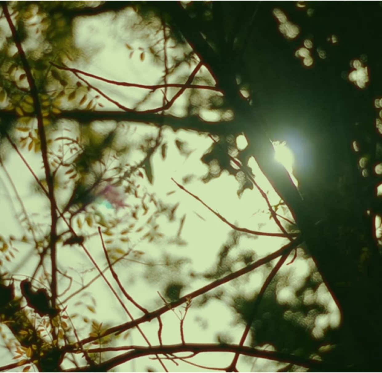My morning🍃✨🌞 #genvi #nature #philippines #videography #nikon #chill #mood #cinematic #cinematography #seeinglifecinematically #fyp #film #vibes #viral #comfort 