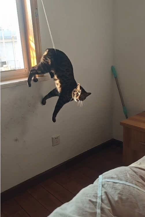 Sometimes cats are still stupid 🤣#cat #jump #catlover #funny #funnycat #funnyvideos #pet #unlucky #cute 