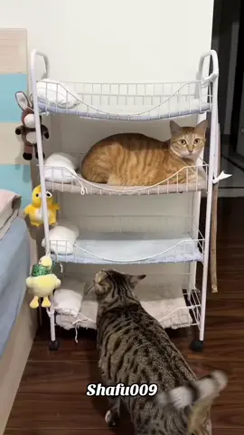 #粉丝一千万#pet#pets#cute#funny  #cat#catsoftiktok#funnyvideos#IoI  #foryou#vira#fyp#fypシ゚ 