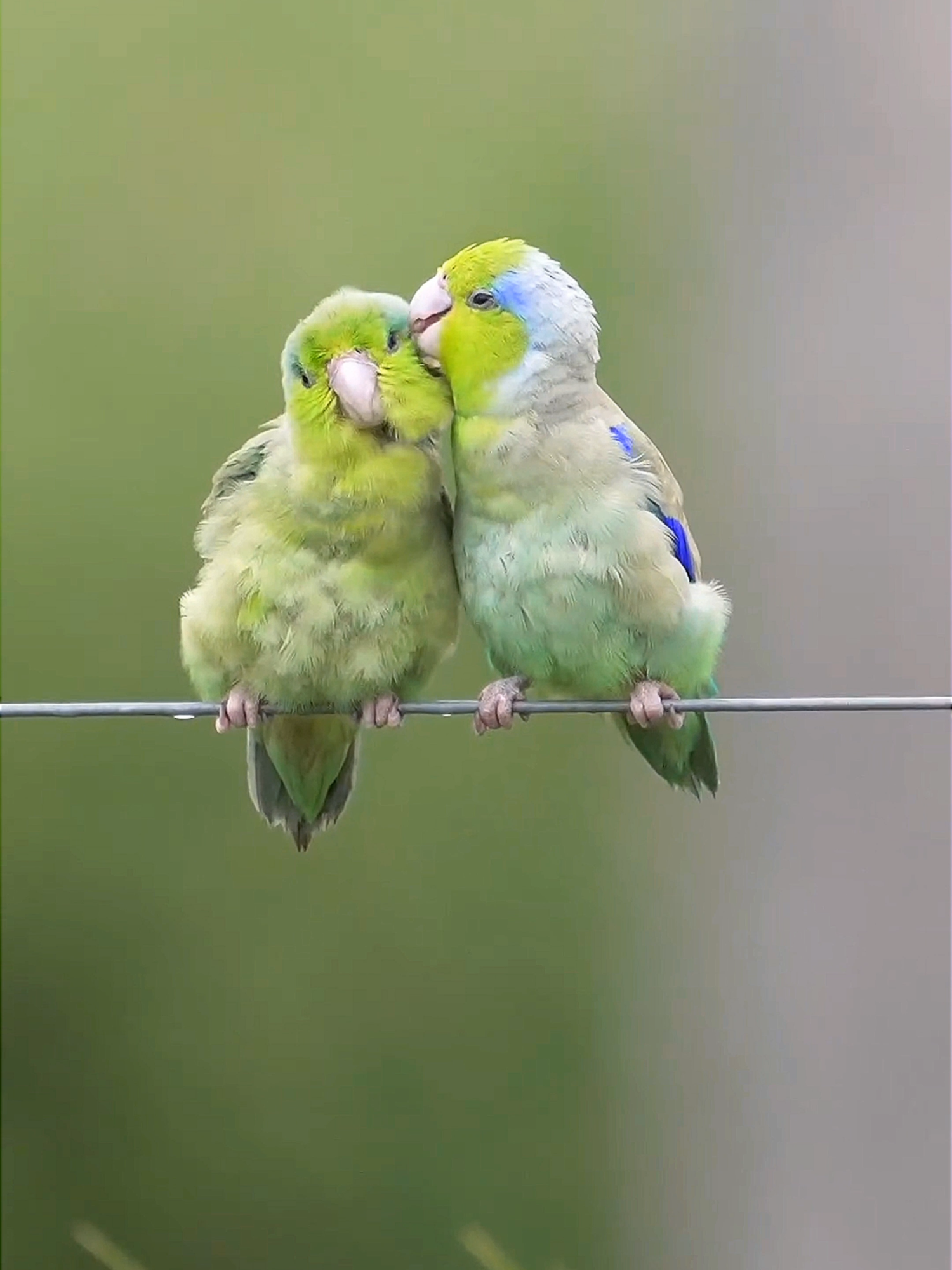 Love Bird 4K Ultra HD- #viralvideo #capcut #nature #entertainment #4upage #travel #4kultrahd #shorts #viraltiktok #4you #trending #duet #foryoupage #fun #reels #fyp #8k #4K #art #usa #hippo #parati #tiktok #fypシ #fypシ゚viral #nature #lovebird #fypシ #tiktok