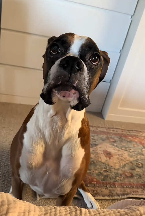 The dog gave a big yawn#animal #pet #fouyou #dog #funnyvideo #funnydog #usa #usatiktok🇺🇸 