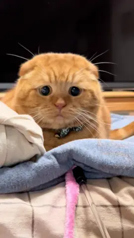 まるで見てはいけない物を見てしまったような表情をする寅くんw#猫のいる暮らし #猫のいる生活 #可愛い猫 #scottishfold #cat #面白い #困り顔 #寅くん 