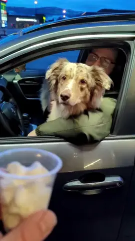 Please give this dog a puppy cup#foryou #dog #fyp #funny #funnyvideo #cute 