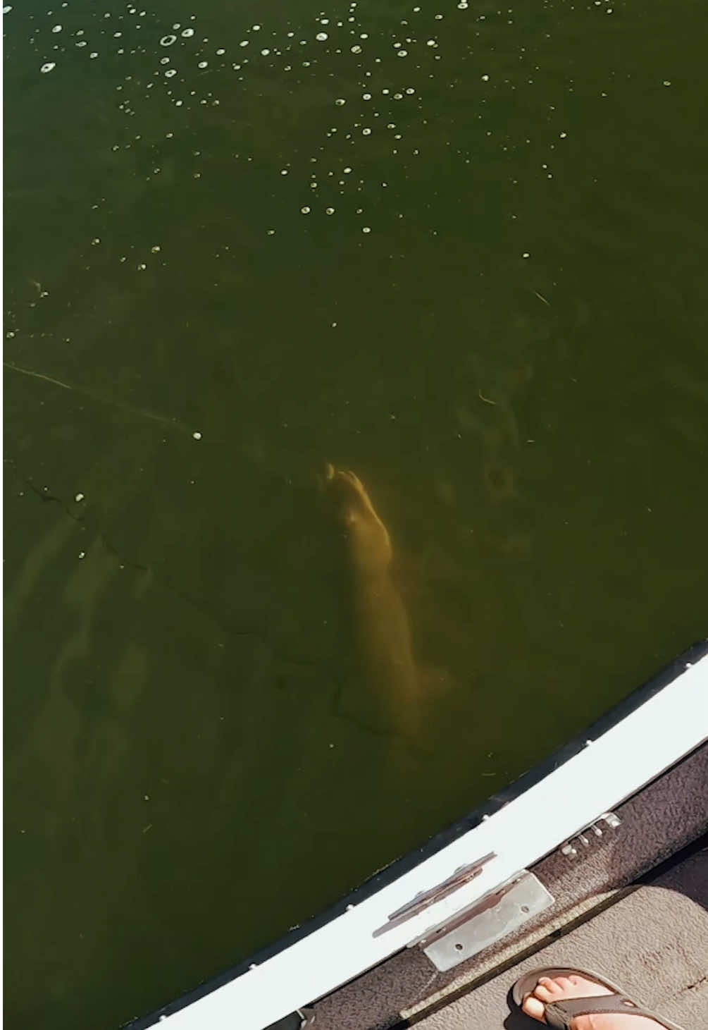 Coolest big fish I’ve caught. #fyp #foryou #giantfish #crazy #wtf #crashout