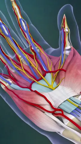 Carpal Tunnel Syndrome (3D Animation) #carpaltunnel #capraltunnelsyndrome #carpaltunnelpain #carpaltunnelsyndrome #carpaltunnelrelief #carpaltunnelsurgery #carpaltunnelrelease #medical3danimation #3dmedicalanimation 