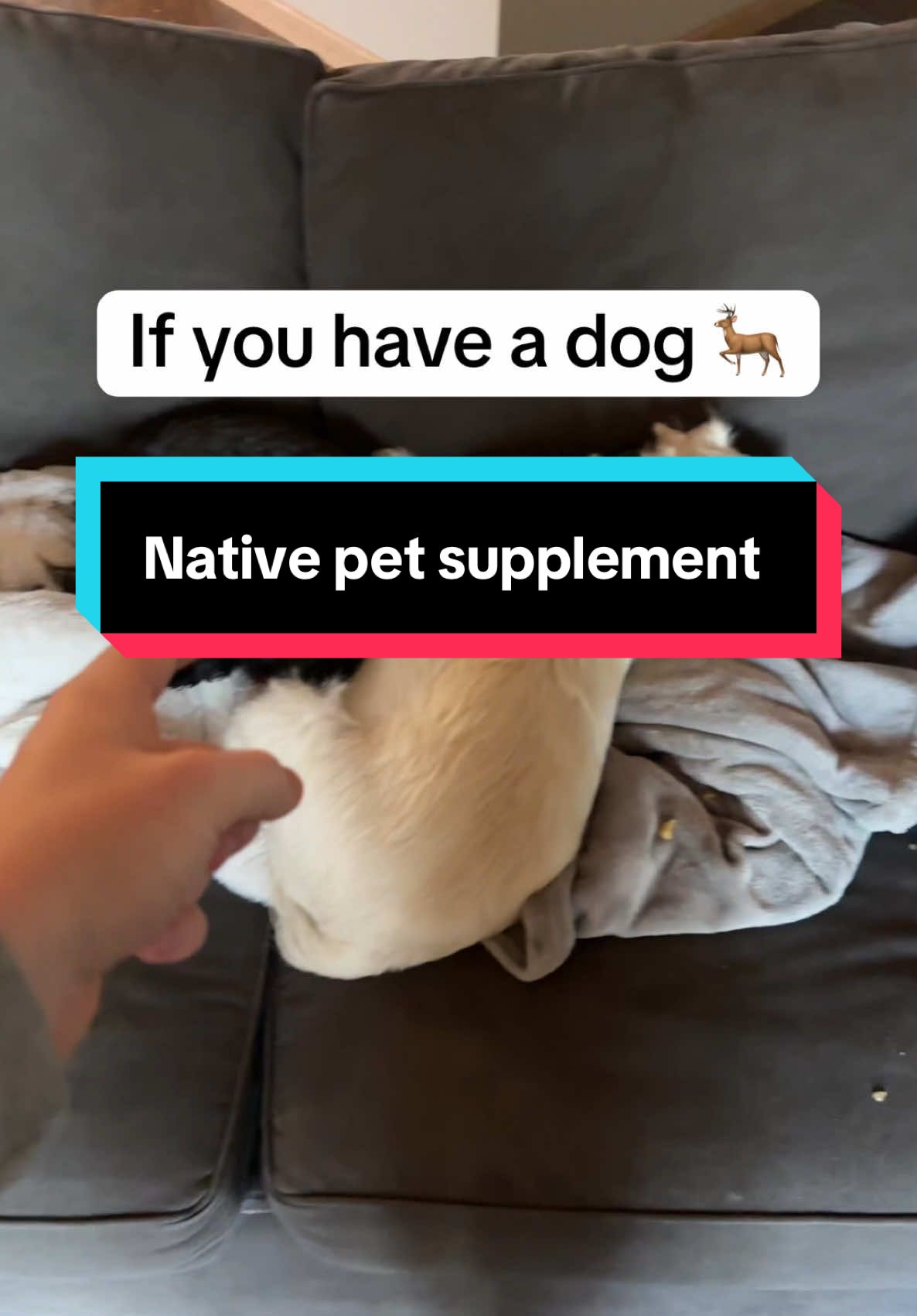 Native pet supplement is at a low of $20 right now #dogsoftiktok #dog #dogsoftiktokviral #dogmomlife #healthypets #healthydog #tiktokmademebuyit 