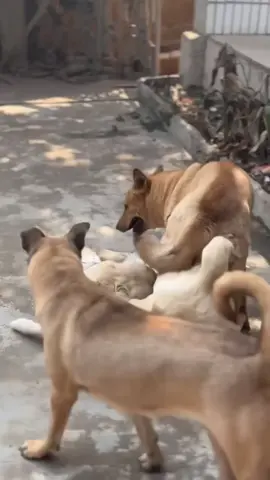 #animalmeeting #viralvideo #1amillionview #unfreezaccoint 