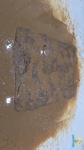 Cleaning Satisfying Muddy Carpet Rescued From Flood #cleaning #asmr #cleaningservice #satisfyingvideos
