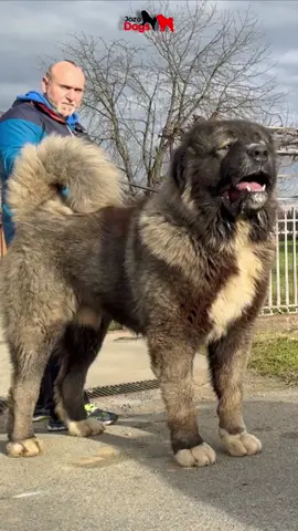Just the growl of this dog is enough to keep a thief away from the property. #dog #pets #bigdogs #animals #caucasianshepherd #jozodogs@Ivan.JozoDOGS 