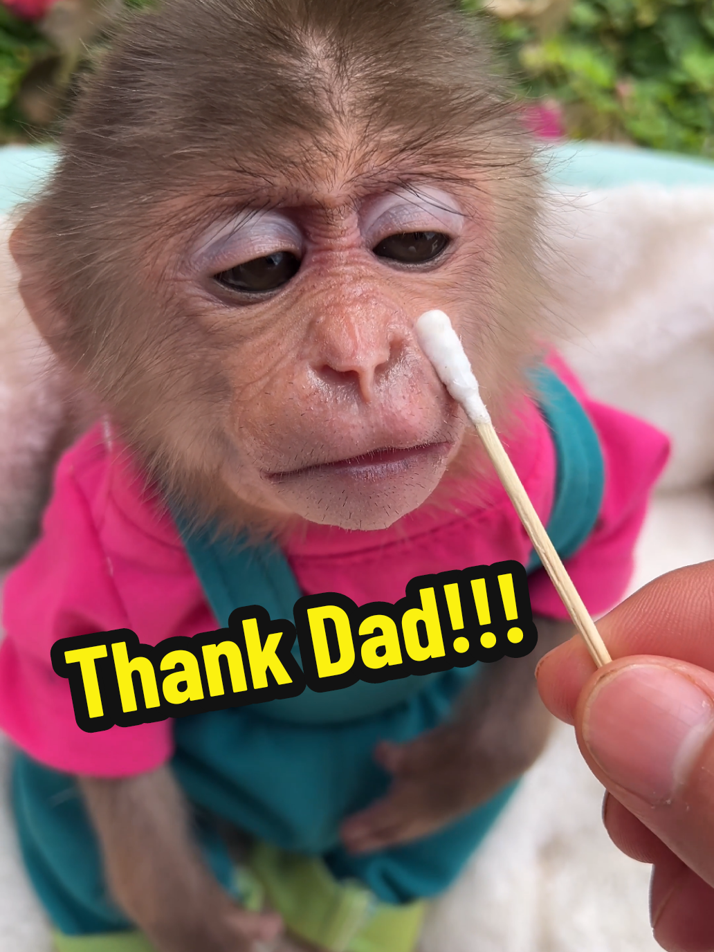 Monkey Bon happy when his Dad take care. #cuteanimals #cutemonkey #monkeydluffy #monkey 
