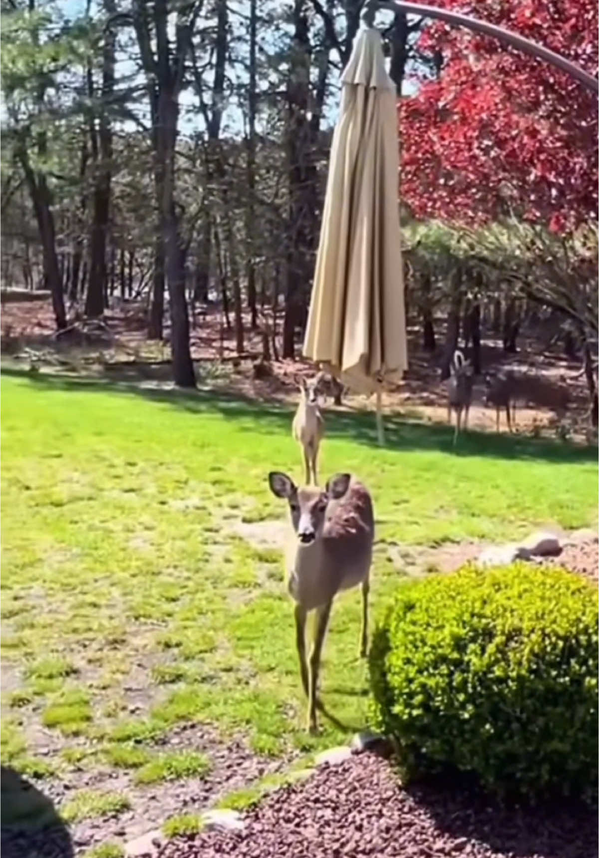 Thank you kind people 🥲🙏❤️#animals #animalsoftiktok #rescueanimals #deer #squirrel #asmr #Love 