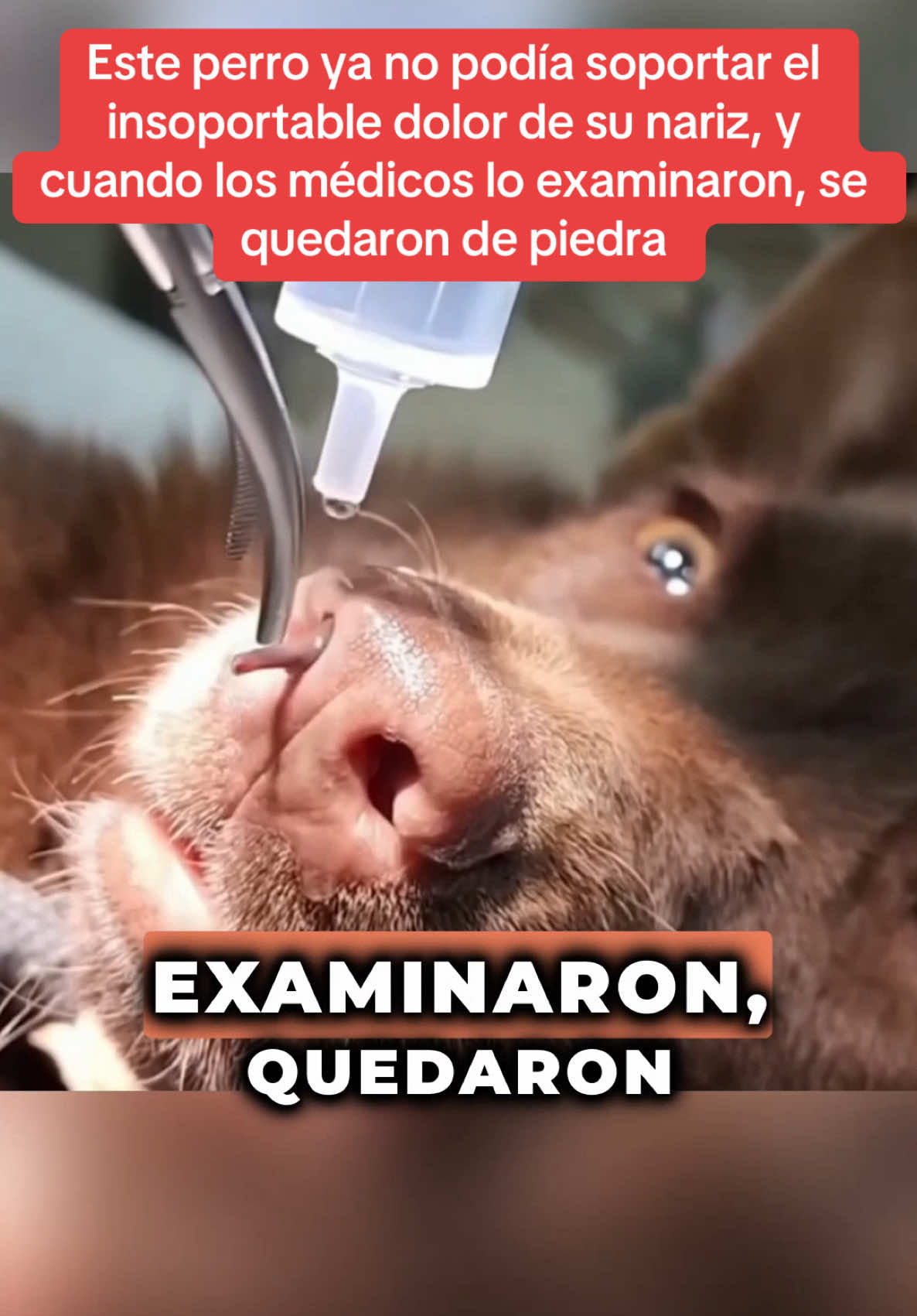 Este perro ya no podía soportar el insoportable dolor de su nariz, y cuando los médicos lo examinaron, se quedaron de piedra. #Sorpresa #misterio #historiasimpactantes #sorprendente 