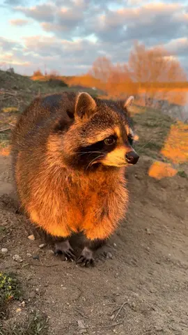 Kleine Abendrunde zum See 🦝❤️Der Sonnenuntergang 🌅 lässt alles in ein schönes warmes Orange tauchen 😍So wunderschön !Scippie sieht selbst aus wie eine kleine Abendsonne ❤️🦝🌅No Photoshop!keine Video Bearbeitung !#nophotoshop #reality #animal #beautiful #amazing #naturelover #fyp #viral_video 
