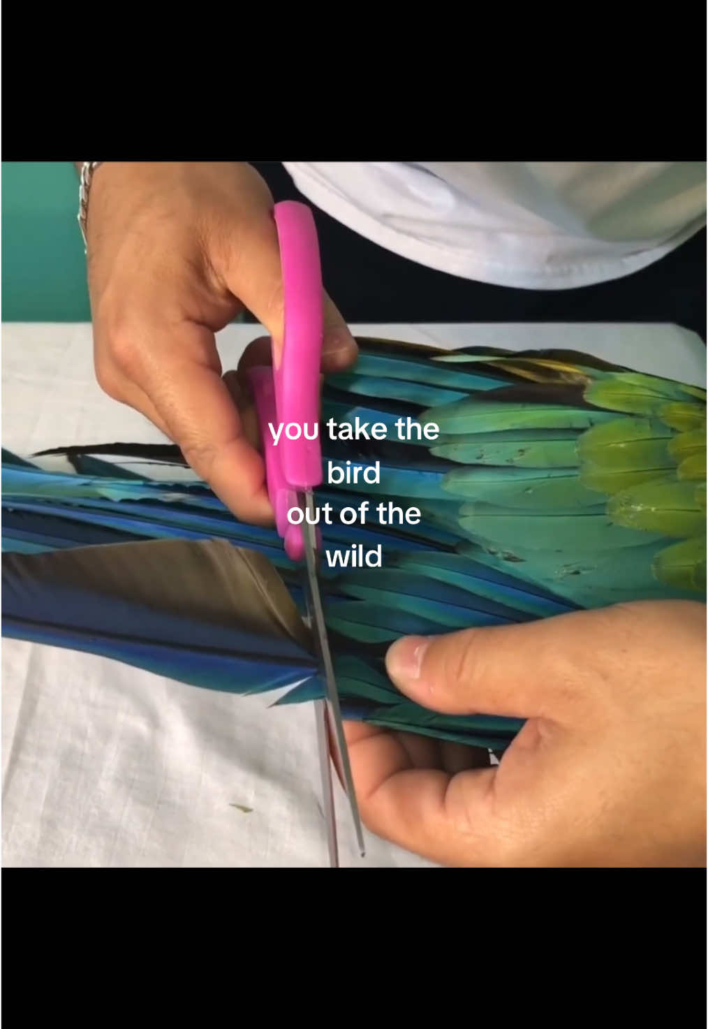 Clipping flighted birds wings for convenience is abuse‼️ #birdsoftiktok #parrots #flight #wings #budgie #cockatiel #unclipped #PetsOfTikTok #educational #awareness #fyp #dontflop 