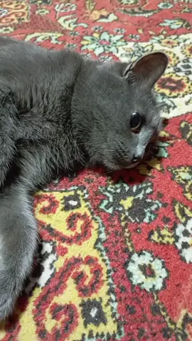 лезгинка булки за whiskas