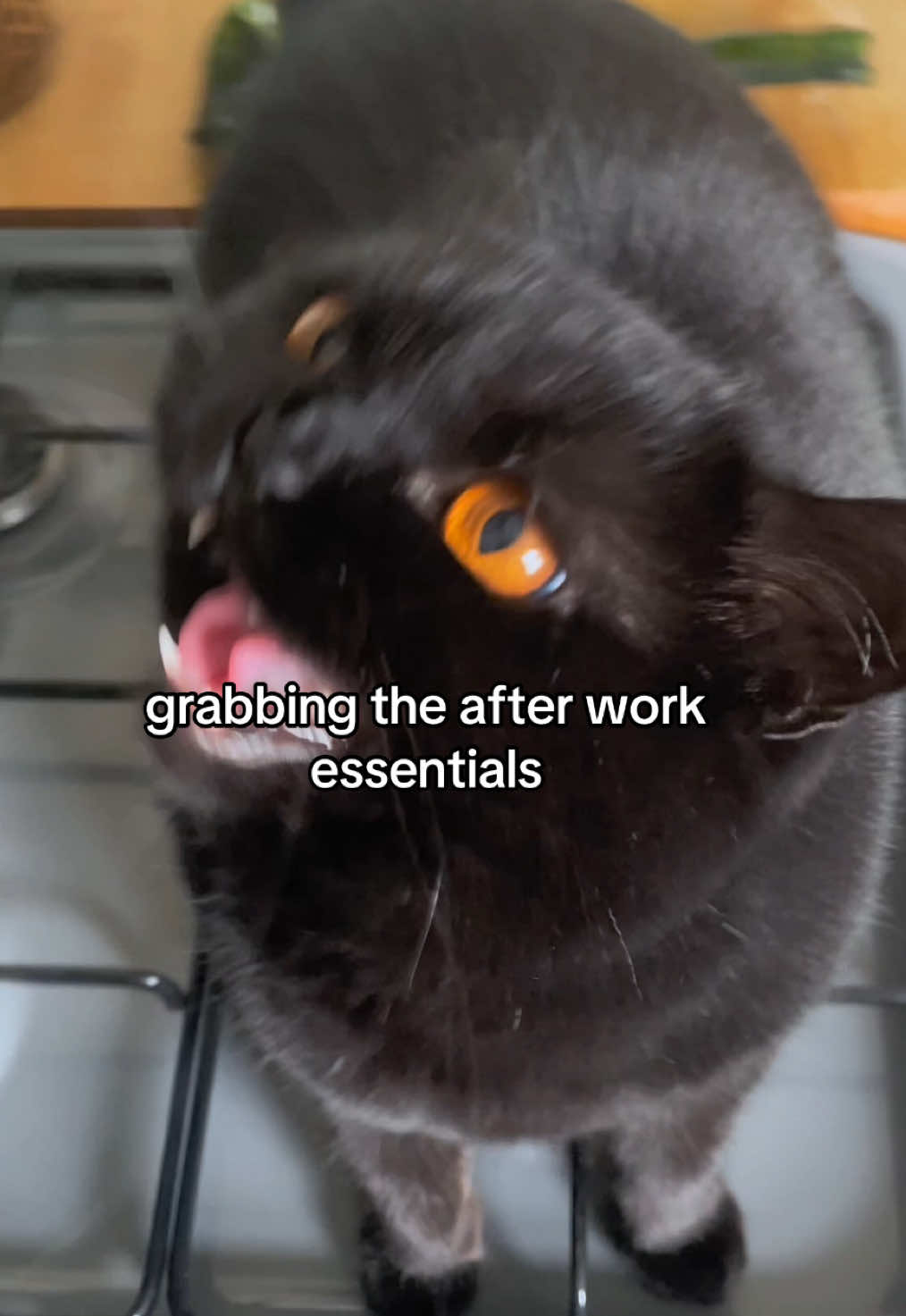 name a better combo… credit: @alex_the_heretic #cats #afterwork