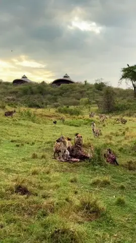 Dozens of Hungry Hyenas Feast Cautiously on a Buffalo Carcass 🐆🦬 #Hyena #ScavengerFeast #WildlifeUpClose #NatureBehavior #HyenaFeeding