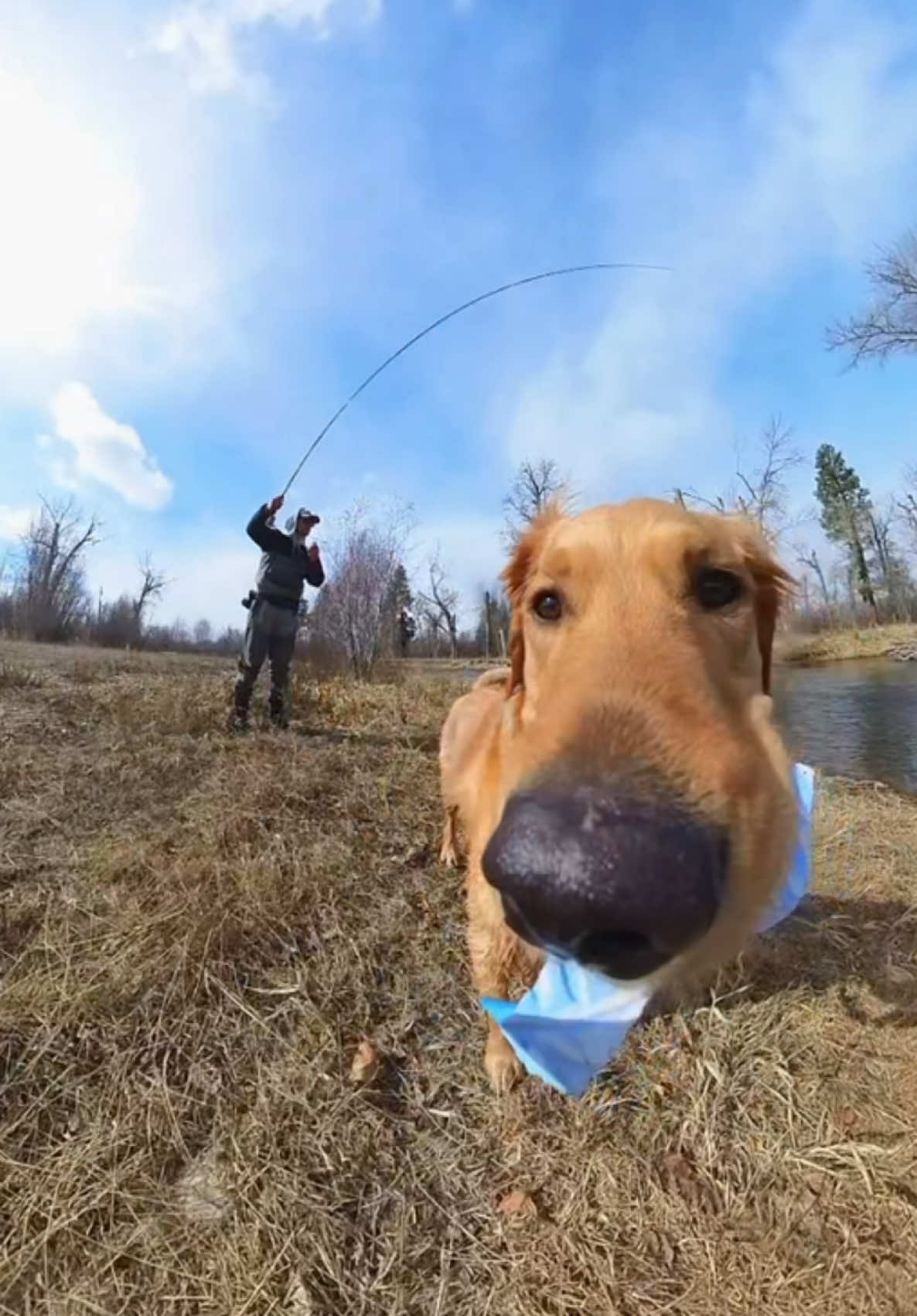 Big river guy #dog #goldenretriever 
