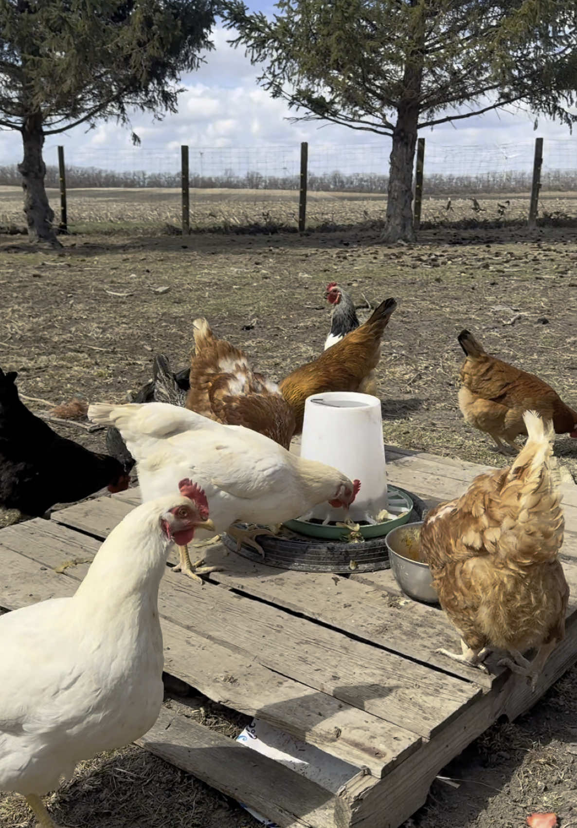 #foryoupage #farmlife 