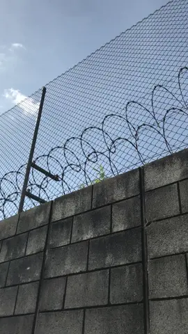 Sin shield porque se quebro.😭 #diosteama❤️ #autodromopedrocofiño🔥🏁 #teamcdg502🇬🇹 #viral #fullstock🚀🔥🚀 ##conlabendiciondedios #autodromolosvolcanes🔥🚀🐽 @LA BAMBI 💥😈🔥 @ANGEL 🪽 @_Micke 42🥷😝🔥 @🎭Ismael🥷🏼 @Alex❤️ @La Morita💜🥷 
