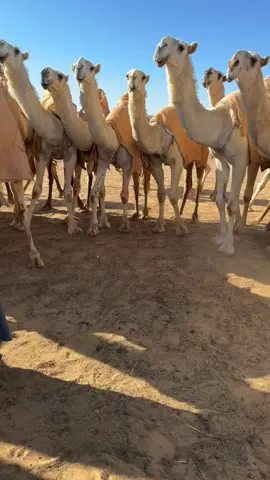 حنا هل الابل يوم تشرى بالأرواح  عربونها ميرراد حوض المنـايا  #ندر #دق #انتاج #الطهيمي #عيال_العود #مغيضات #نخبة_النخبة #اكسبلور #نوادر 