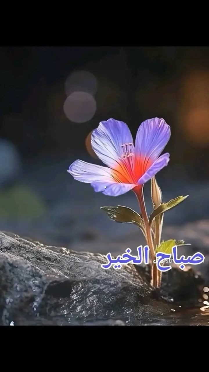 #فرنسا🇨🇵_بلجيكا🇧🇪_المانيا🇩🇪_اسبانيا🇪🇸 #عفرين_قامشلي_كوباني_درباسيه_ديريك #عفرين_راجو_بلبل_شيه_جنديرس #أغانيكردية #صباح #في هذا اليوم 
