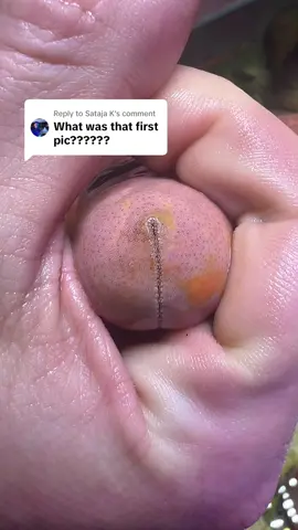 Replying to @Sataja K  a granulated starfish 