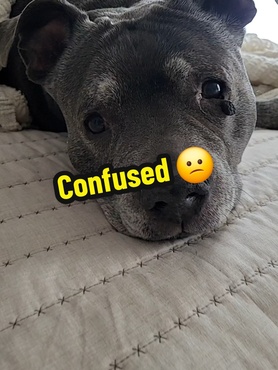 I don't get it #dogvideo #pitbull  #tired    #bully   #bullybreed #wakeup  #dogslove #happypup #bestie  #pitbullsoftiktok  #furbaby #sosweet  #furbabylove #dogmom @jamesjobe35  dog video if you are a dog lover dogs that sleep my soul dog poem Dog Talking Dog TikTok Trends funny dog videos