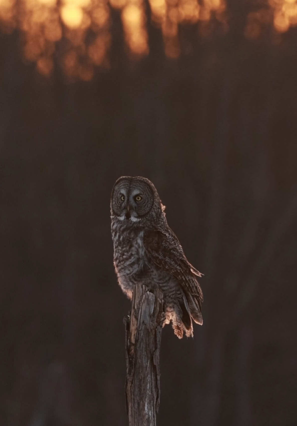 The ghost of the boreal forest. 🦉✨ • Silent flight, perfect precision… The great grey owl lands gracefully on its perch, embodying its name as the 