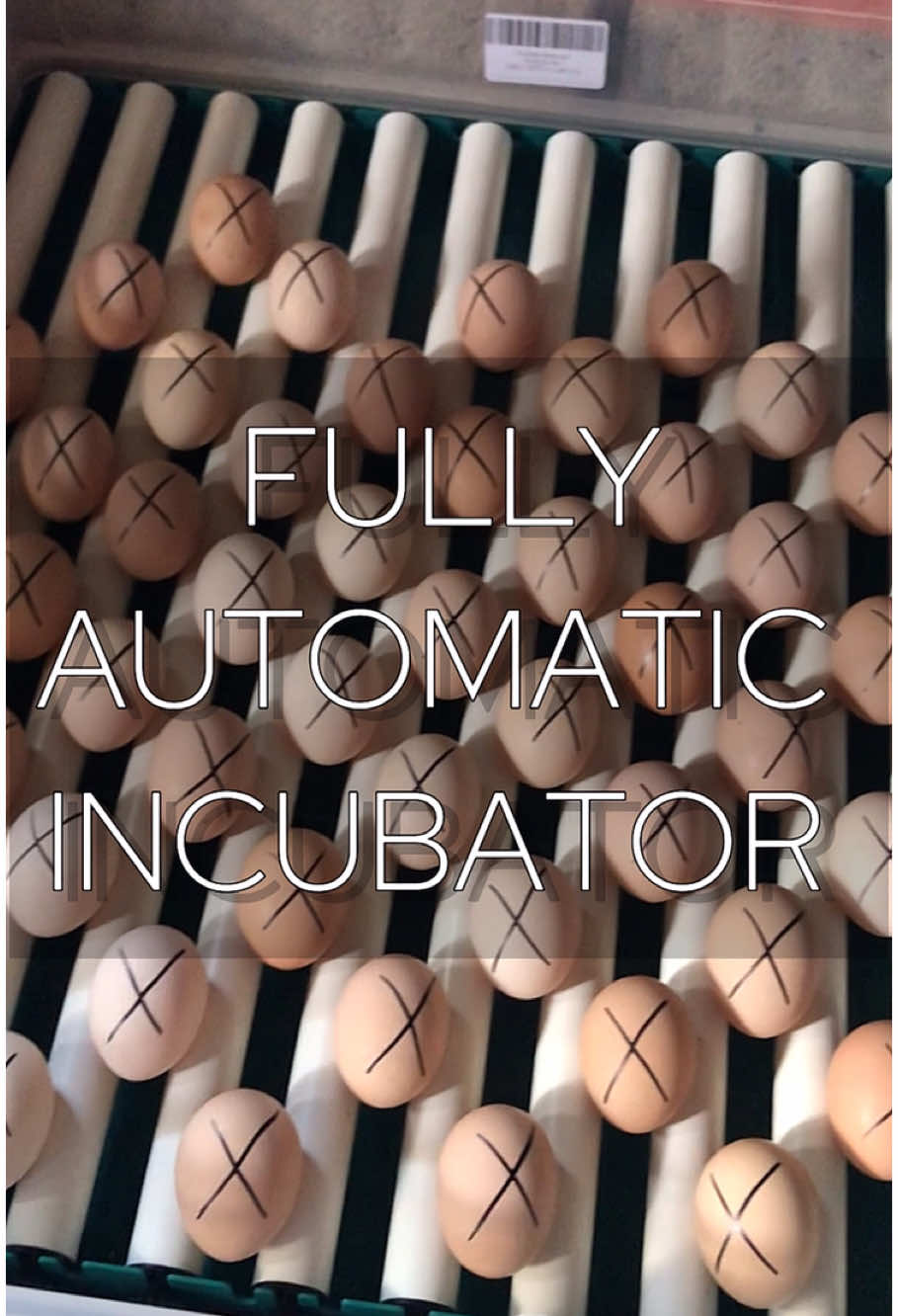 Nakapag salang din ng itlog sa incubator. Ayan guys kung naghahanap kayo incubator na mura at fully automatic pa try niyo na tong nabili ko. #automaticincubator #eggincubator #incubator 