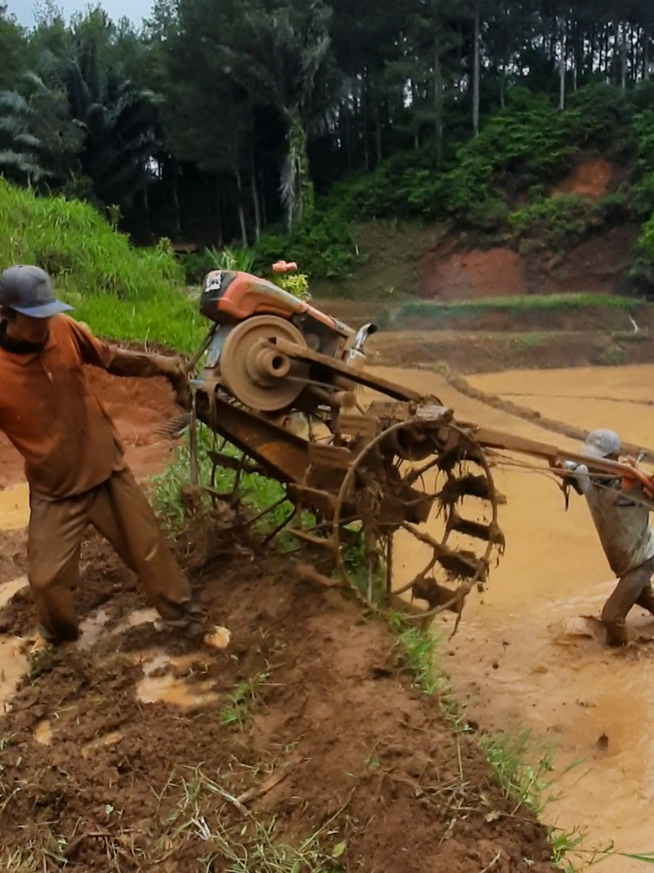 pindah lahan #traktor #tractor #kalektor #kubota #dompeng #sawah #macul 