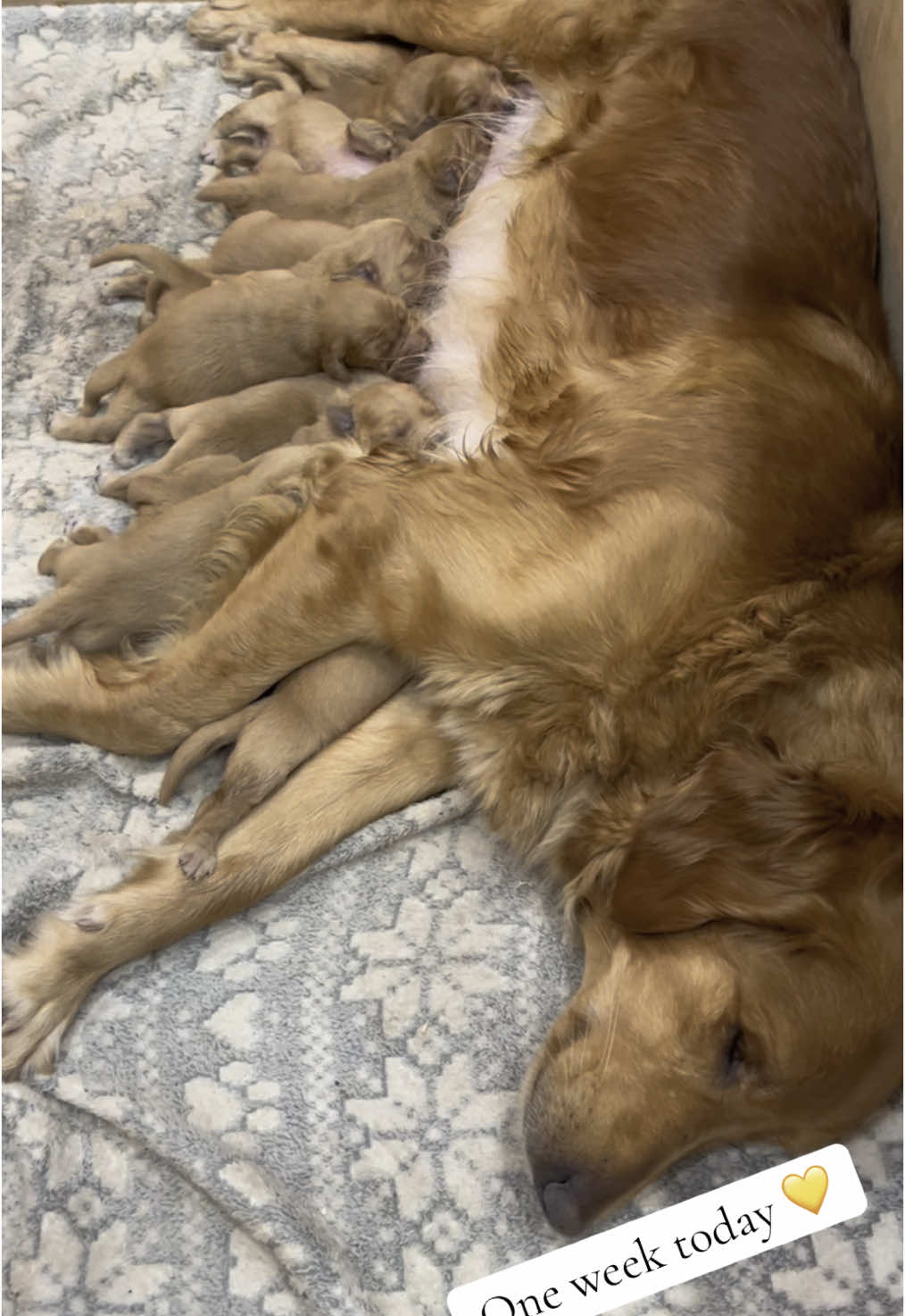 T.U.N.D.R.A 🐕 R.E.T.R.I.E.V.E.R.S They grow so fast cherish the moment, one week old today 💛 🐕🐕🐕🐕🐕🐕🐕🐕🐕+ tundra_retreat #tundraretriever #tundraretrievers #tundrateam #tundraretreat #goldenretriever #goldenretrievers #workinggoldenretrievers #novice #gundogs #pollokpark #glasgow #Scotland #fyp #tiktok #goldenretrieverpup #dogtrainer #dogbreeder #foxredretriever #gundogtrainer #puppylove 