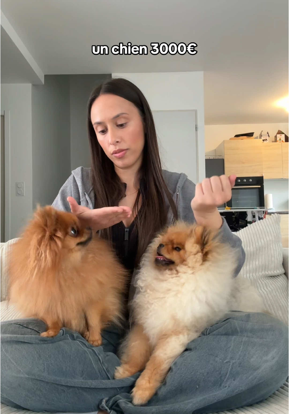 Pour les animaux tout coûte cher j’ai l’impression 😭💖 #pomeranian #spitz #couple #maison #salon #chiot #drole #foryou 