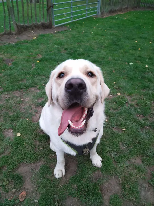 #dogsoftiktok #dogsvideo 