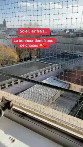 Parce qu’on a tous besoin d’ouvrir nos fenêtres ! #securite #chat #fenetre #appartement #immeuble #protection #printemps #soleil #hygiene 