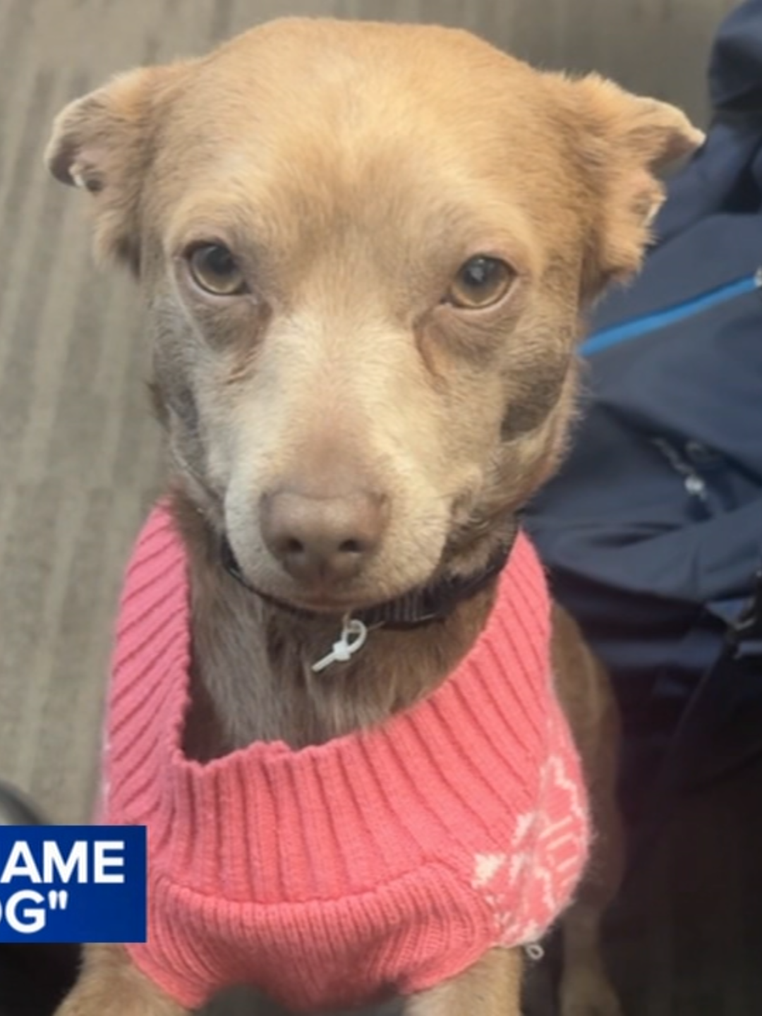 There is a contest underway to name a dog caught running on the Dan Ryan Expressway on Sunday. Drivers were caught on camera pulling over to catch a dog on the loose. It happened as cold rain was coming down on I-94 near 71st Street in the Greater Grand Crossing area. Good Samaritan Shannon Fitzgerald took the pup in and said he is staying at her job DS Luxury which operates out of Vertiport Chicago. Fitzgerald said the dog is not chipped, so he has been staying at the private helicopter airport in Pilsen. She is asking Chicago to help come up with a name for him.