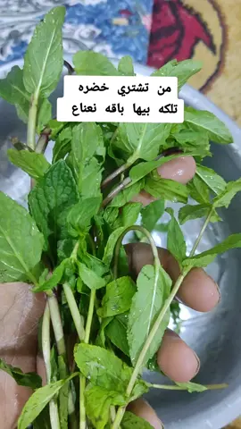#كربلاء #دكتور_نعوم #ديالى #معلومات_مفيده #كربلاء #الشعب_الصيني_ماله_حل😂😂 #شهره #تيك_توك #طيور_الزينة #معلومات #بلابل_العراقيه #العراق🇮🇶 