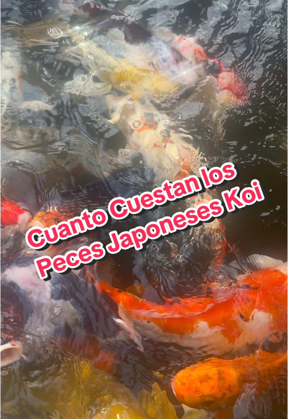 cuanto Cuestan lo Peces Japoneses Koi#creatorsearchinsights#estanque #peceskoi #koifish #koi #pond #water #agua #fish #peces 