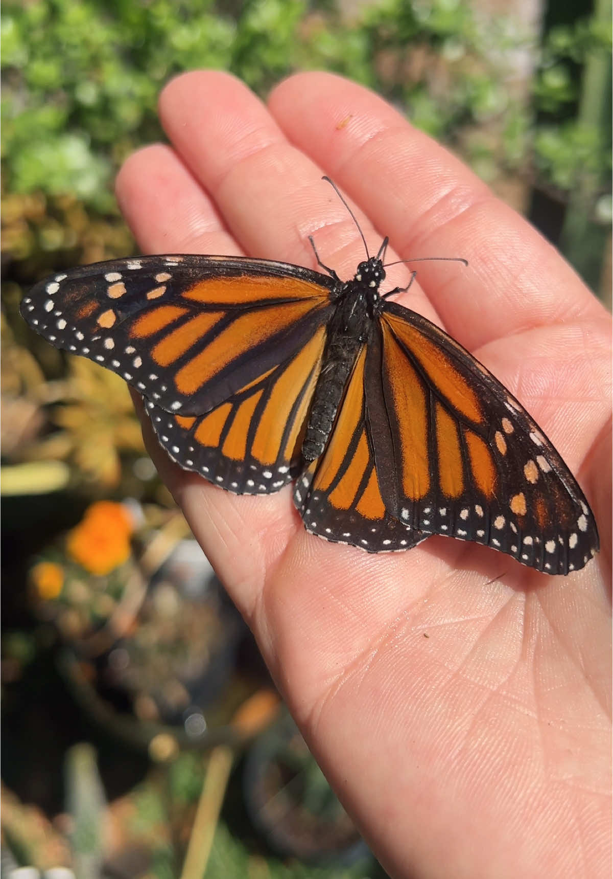 My baby didn’t want to let me go🥹🧡 #mariposa #mariposamonarca #butterfly #monarchbutterfly #gardening 