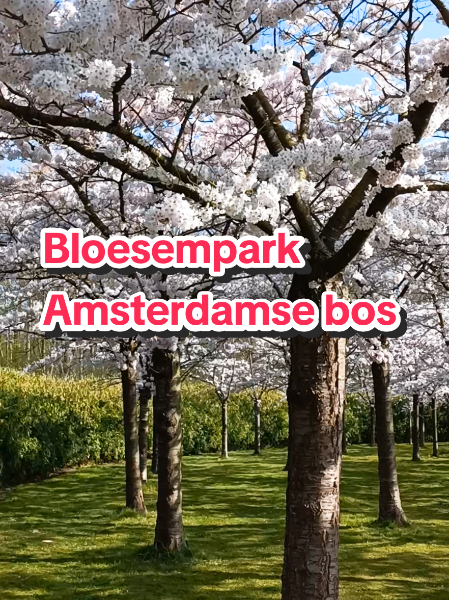 Vanochtend vroeg naar Amsterdamse bos gereden om te genieten in het Bloesem park 🩷💚 #amsterdam #amsterdamsebos #bloesemparkamsterdamsebos #bloesempark #bloesem #sakura #flowertree #todaywasagoodday 